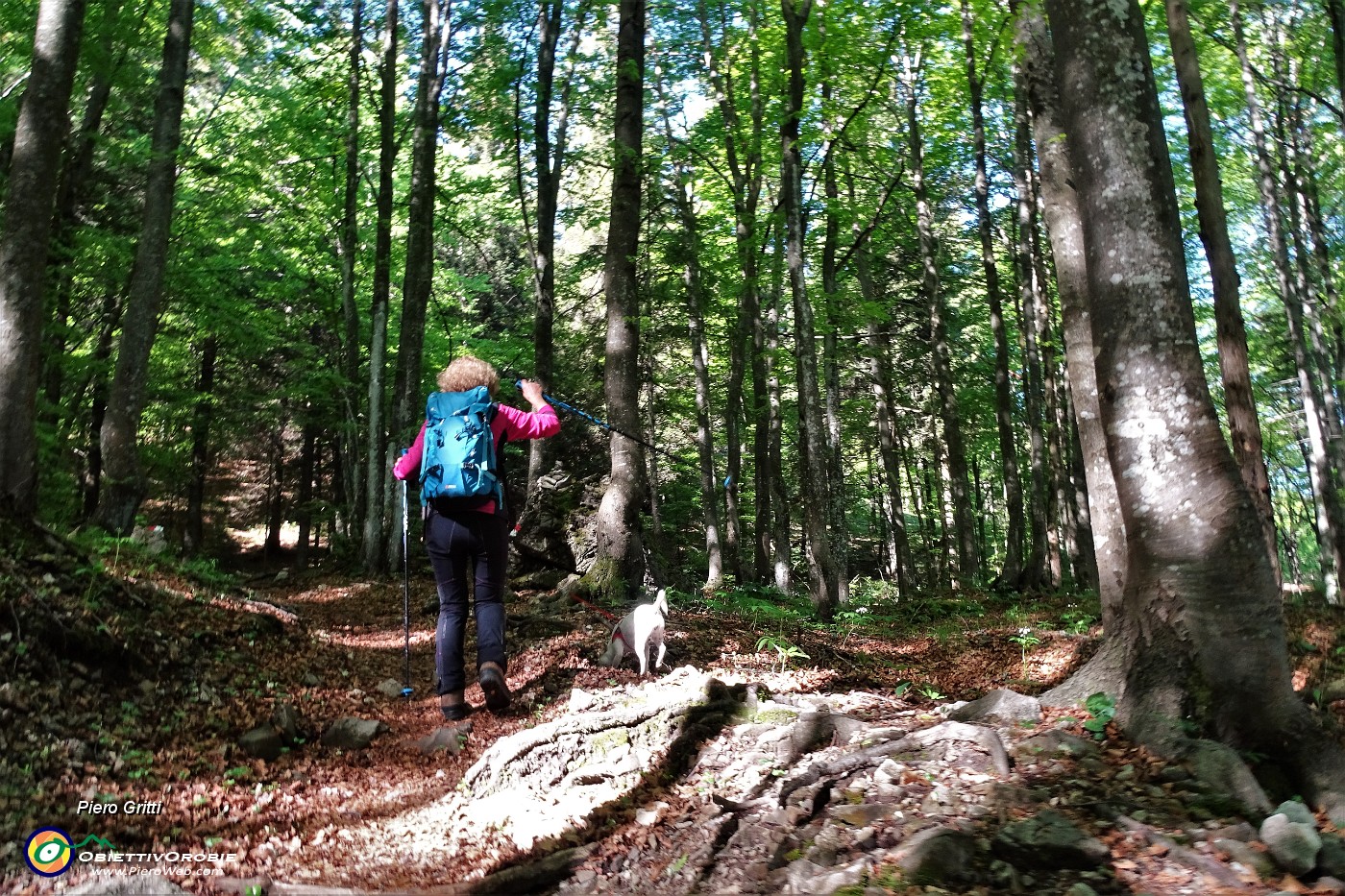 09 Sul sentiero 501 in bosco di prevalente faggeta.JPG